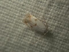 Pseudopostega crepusculella