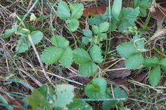 Potentilla indica