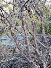 Acacia acuminata