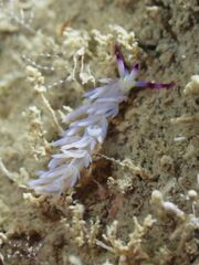 Pteraeolidia semperi