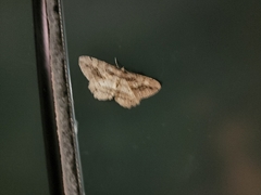 Neoalcis californiaria