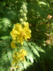 Verbascum simplex