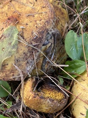 Suillus