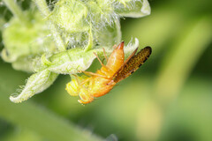 Icterica