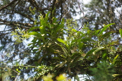 Pomatocalpa diffusum