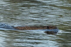 Hydromys chrysogaster
