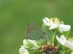 Callophrys rubi