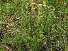 Equisetum palustre