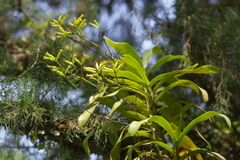 Pomatocalpa diffusum