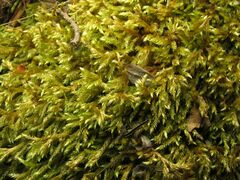 Brachythecium rivulare