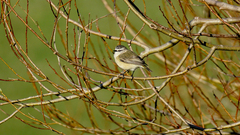 Acanthiza chrysorrhoa