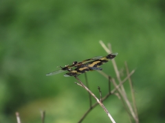 Rhyothemis variegata