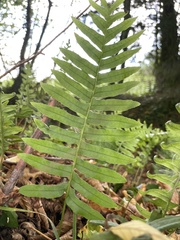 Polypodium