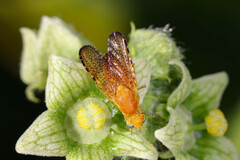 Icterica