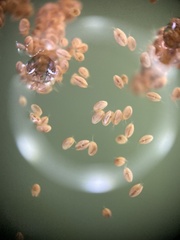 Ostracoda