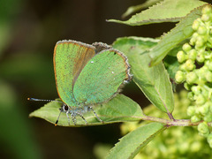 Callophrys rubi