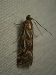 Acrobasis porphyrella