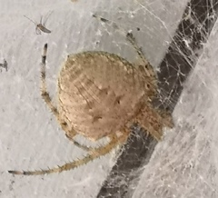 Araneus cavaticus
