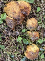 Suillus