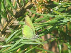 Callophrys rubi