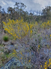 Acacia acuminata