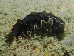 Pseudobiceros hancockanus