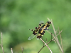 Rhyothemis variegata
