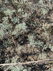 Artemisia austriaca