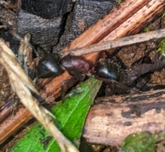 Camponotus novaeboracensis
