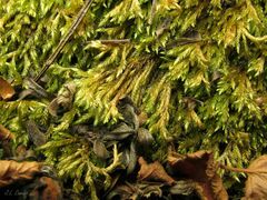 Brachythecium rivulare