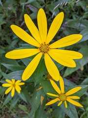 Helianthus strumosus