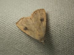 Rivula sericealis