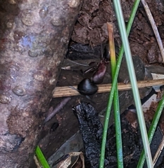 Camponotus novaeboracensis