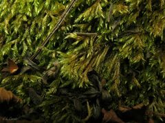 Brachythecium rivulare