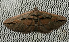 Chrysolarentia plagiocausta