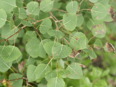 Populus tremuloides