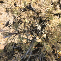 Artemisia tripartita