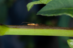 Tetragnatha extensa