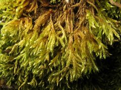 Brachythecium rivulare