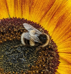 Bombus terrestris