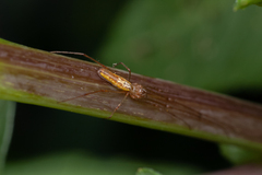 Tetragnatha extensa