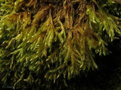 Brachythecium rivulare