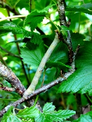 Biston betularia