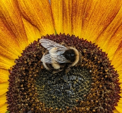 Bombus terrestris