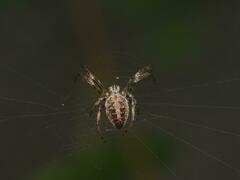 Neoscona arabesca