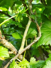 Biston betularia