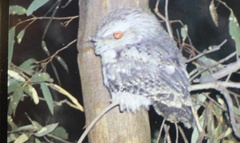 Podargus strigoides