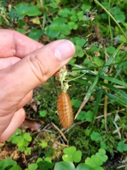 Phragmatobia fuliginosa