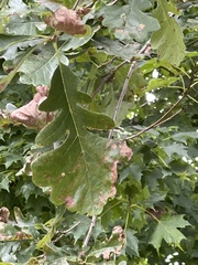 Quercus macrocarpa