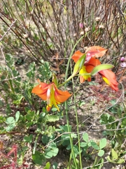 Gladiolus alatus